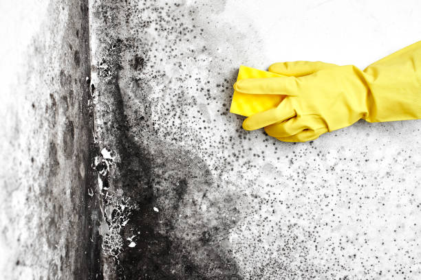 Best Emergency Mold Removal  in Bayou Blue, LA