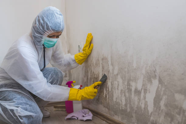 Best Mold Removal Near Me  in Bayou Blue, LA