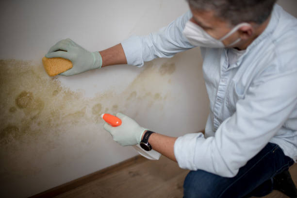 Best Mold Testing  in Bayou Blue, LA