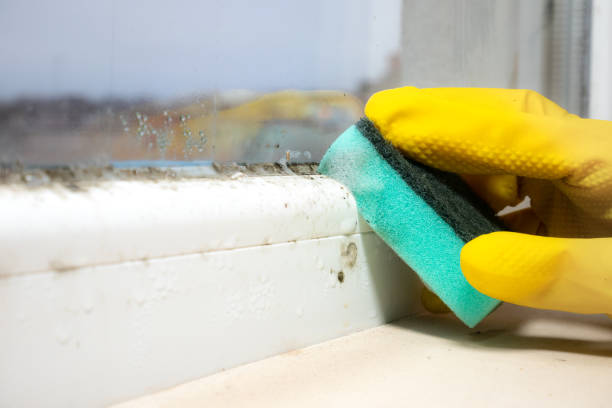 Best Crawl Space Mold Removal  in Bayou Blue, LA