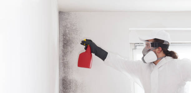 Best Home Mold Removal  in Bayou Blue, LA