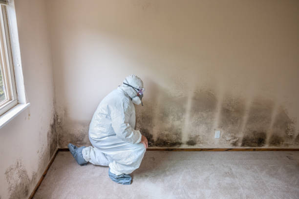 Best Residential Mold Removal  in Bayou Blue, LA