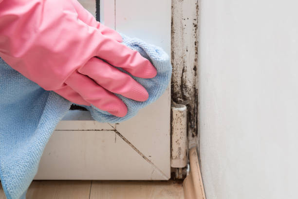 Best Certified Mold Removal  in Bayou Blue, LA