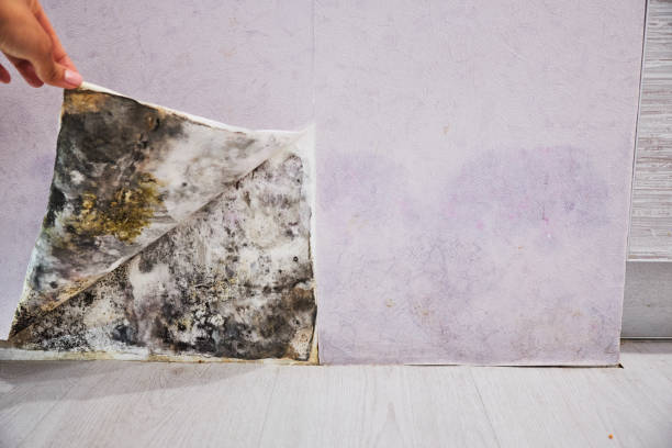 Best Affordable Mold Removal  in Bayou Blue, LA